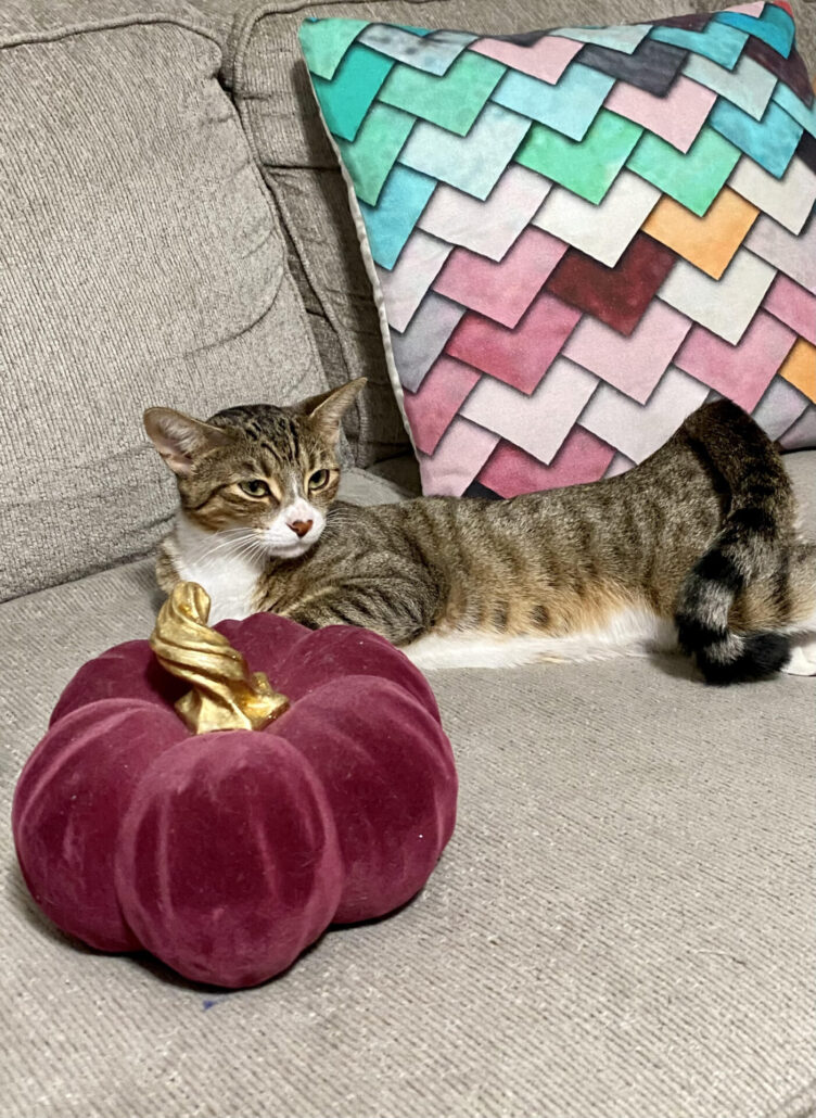 Donated supplies helping a rescued cat