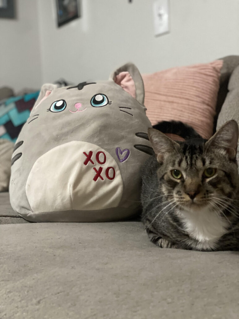 A senior rescue cat waiting for adoption