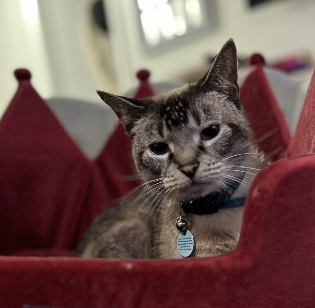Merlin, the beloved cat whose gentle spirit inspired Kitty Whispers Haven