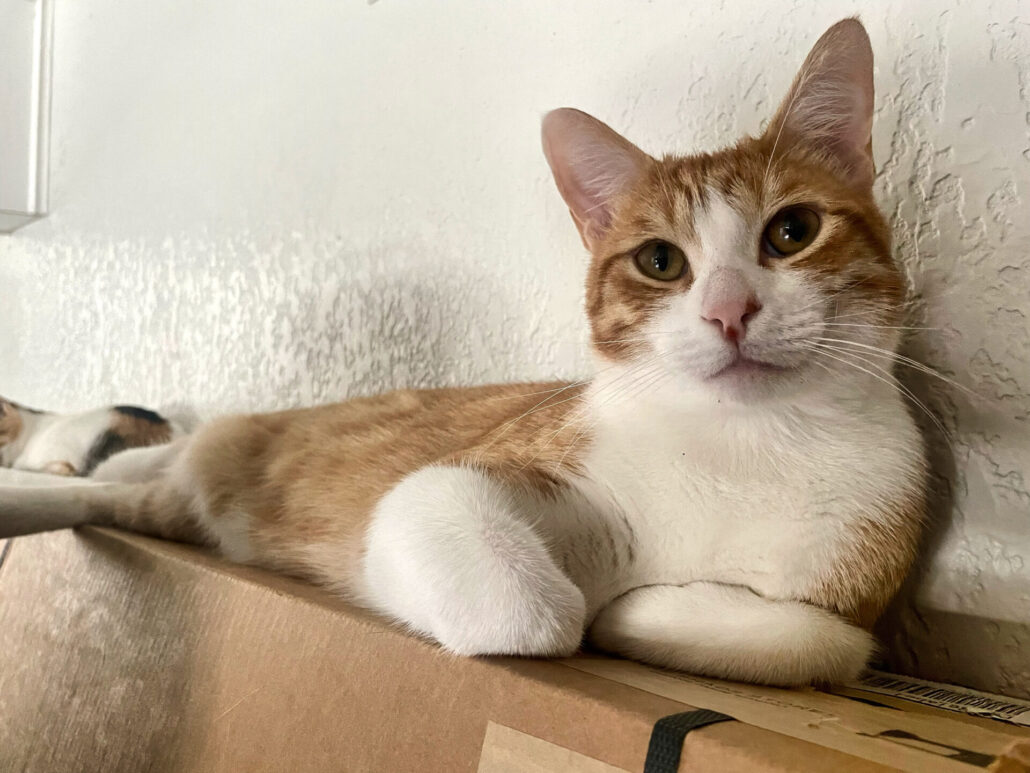 Every cat gets vetted, loved, and photographed.