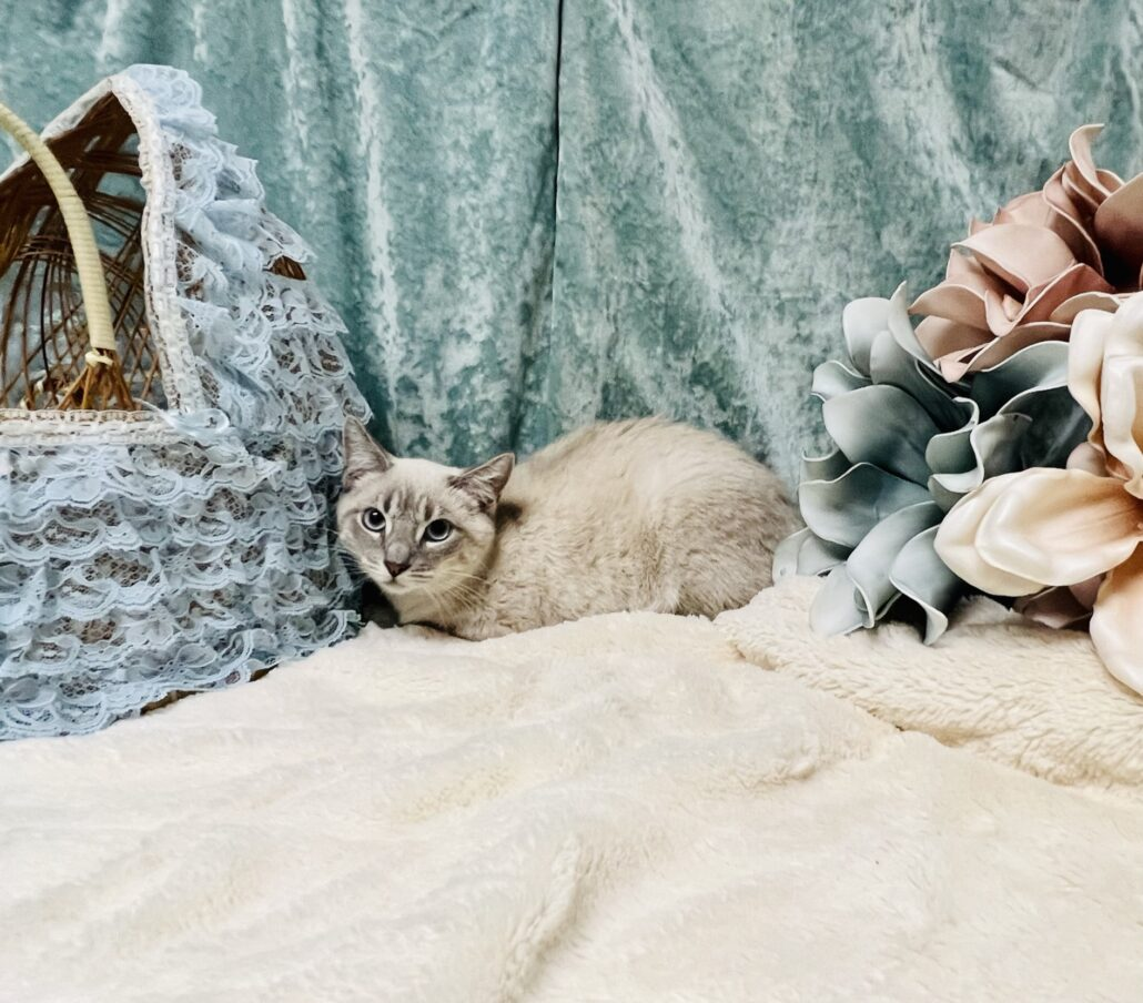 Shy kitties learn to trust again with patience.