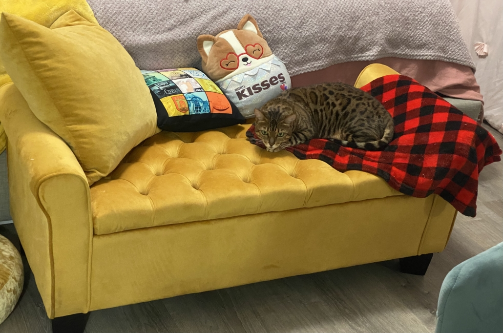 Thank you to everyone who donates food and litter.