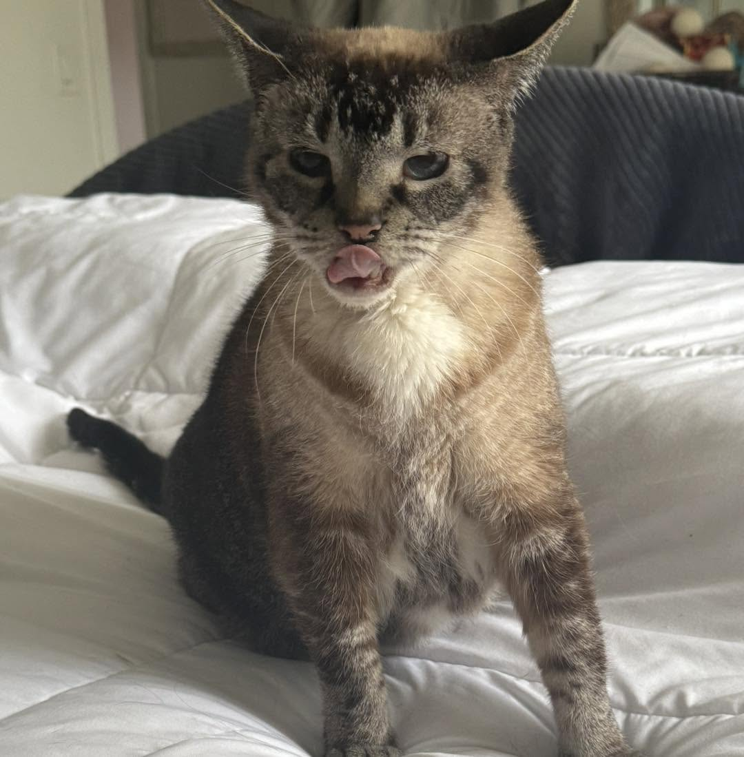 A relaxed tabby cat resting on soft white bedding